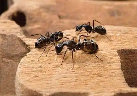 ants pest control