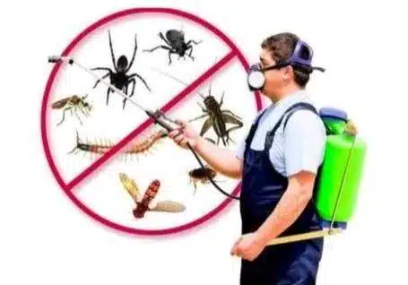 ants pest control