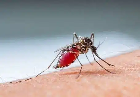 Mosquitoes control