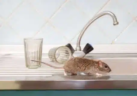 ants pest control